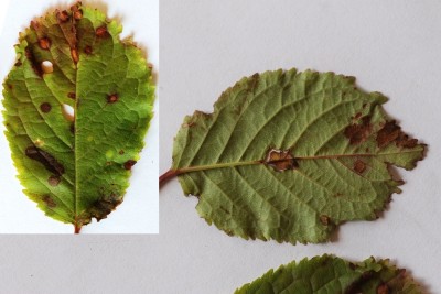 Bacterie Xanthomonas arboricola op blad zoete kers