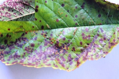 Hagelschotschimmel op blad zoete kers