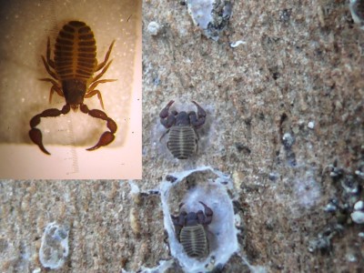 Pseudoschorpioen (Chernes hahni) onder schors plataan