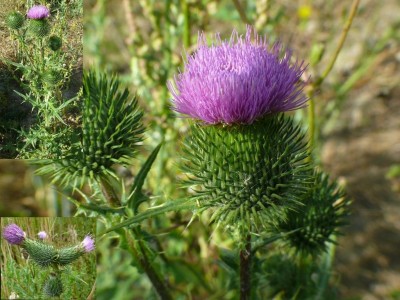 Speerdistel