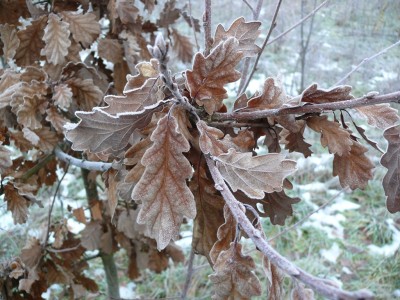 Wintereik winterbeelden