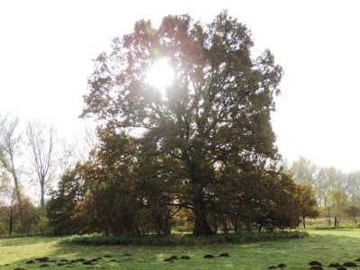 Zomereik Beelden late herfst