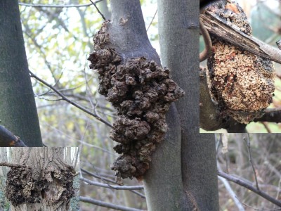 Boomkanker meniezwammetje - Plantengal