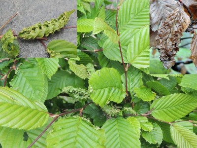 Haagbeukkromnerfmijt Plantengal op Haagbeuk 