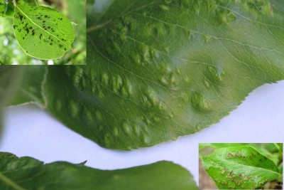 Perenpokmijt - Perelaar Plantengal Boven-en onderkant