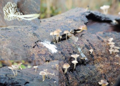 Kleine breedplaat mycena