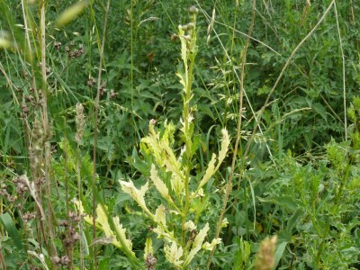 Akkerdistelroest - Plantengal