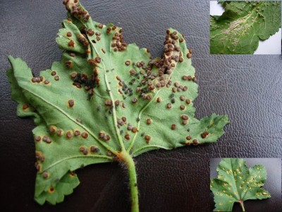 Kaasjeskruidroest : Plantengal op Kaasjeskruid