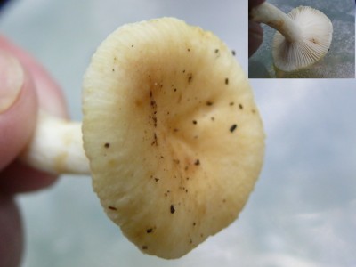 Beukenrussula