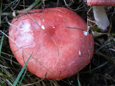 Braakrussula