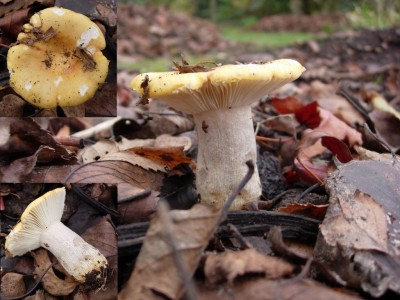 Geelwitte russula 