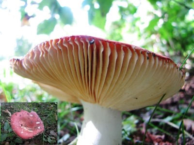 Kleibos russula 