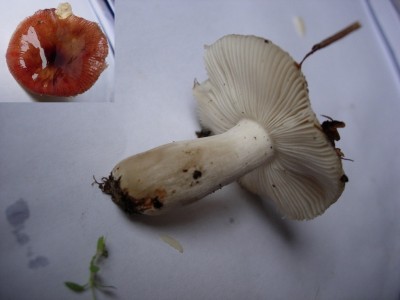 Roze berkenrussula