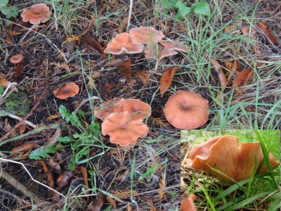 Roodbruine schijnridderzwam 