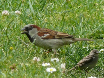 Huismus mannetje + vrouwtje