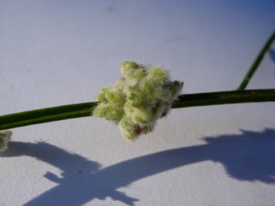 mijt (Brembolletjes) - Brem Plantengal