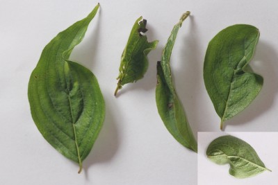 mijt (Cenopalpus spinosus) - Kornoelje Plantengal
