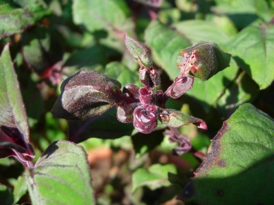 mijt (Fuchsia gal) - Fuchsia Plantengal