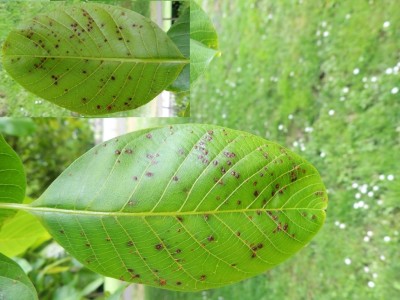 Bladvlekkenziekte (Marssonia juglandis) op Okkernoot