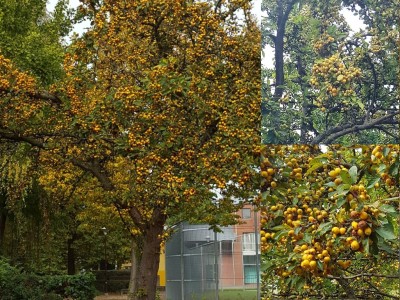 Appel Malus 'Golden Hornet op V15