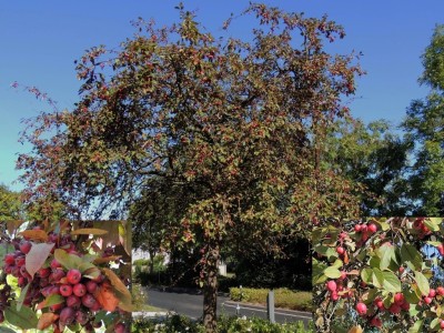 Roodbladige sierappelappel