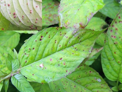 Tweecellige heksenkruidroest : Plantengal op Heksenkruid