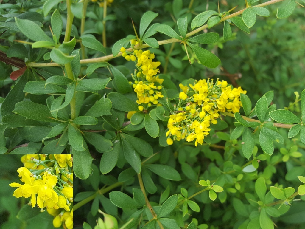 Zuurbes (Berberis vulgaris) Houtem Natuur Waarnemingen