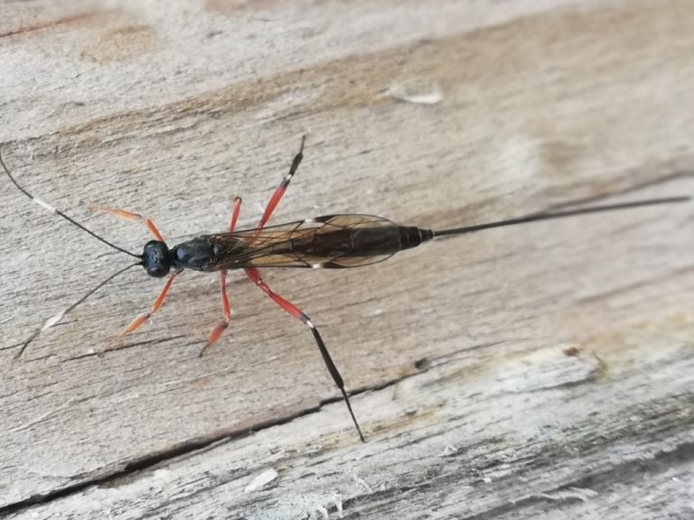 Gewone sluipwesp Xorides alpestris Houtem Natuur Waarnemingen